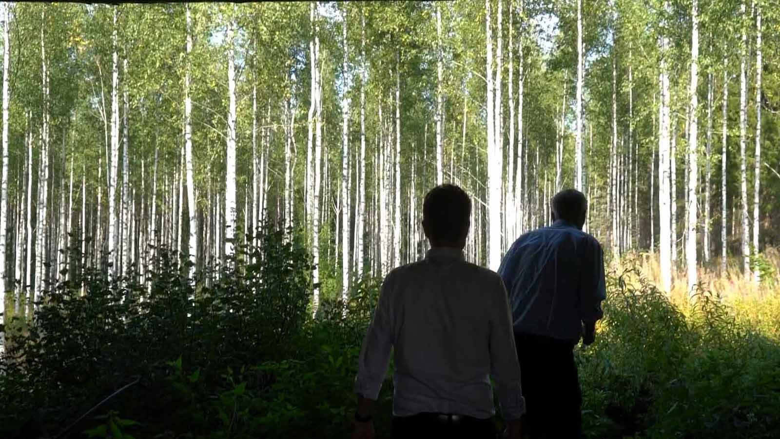 The forest behind Viktor's farm